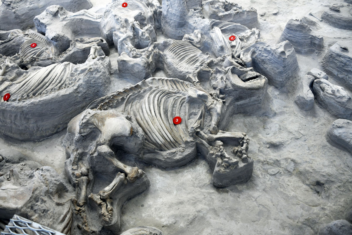 046 Fossils in the Rhino Barn.JPG